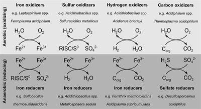 Ferric Iron Reduction in Extreme Acidophiles